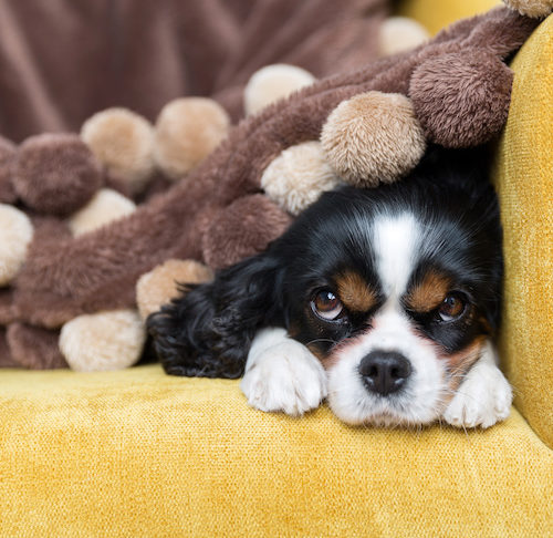 cavalier king charles spaniel drinking lots of water