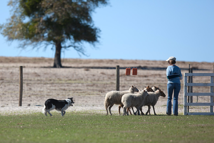 akc herding regulations