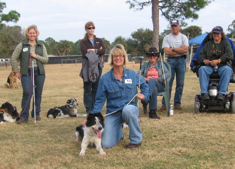 akc herding regulations