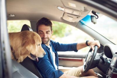 Golden Retriever in the backseat with a man driving.
