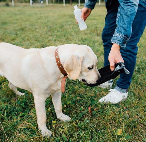 essentials for dog owners