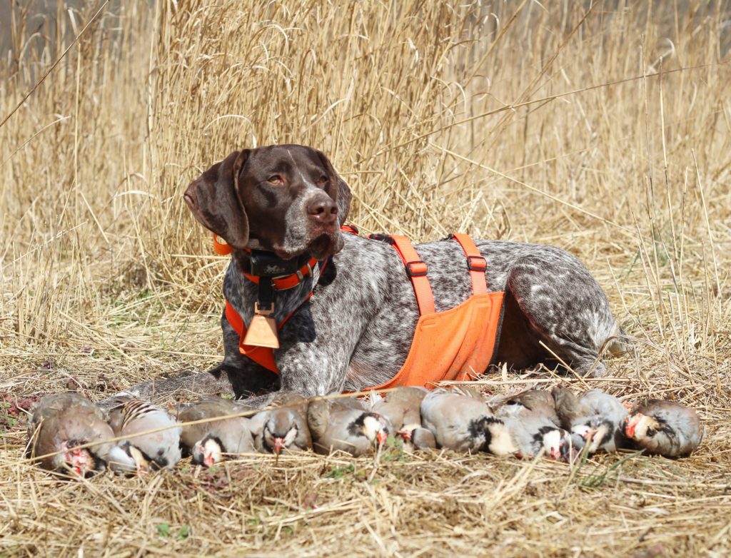 Dog Star Of The Month Ruger The German Shorthaired Pointer