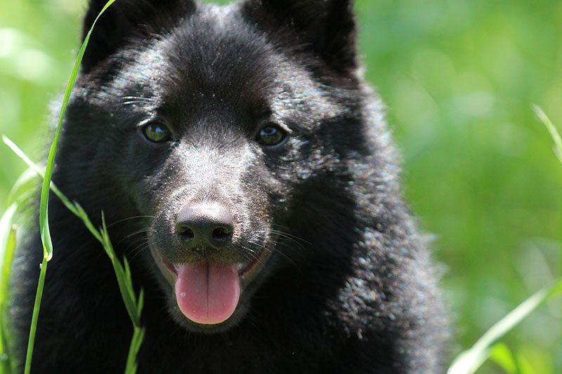 AKC Breeder Spotlight Beth Lilly of Safari Schipperkes