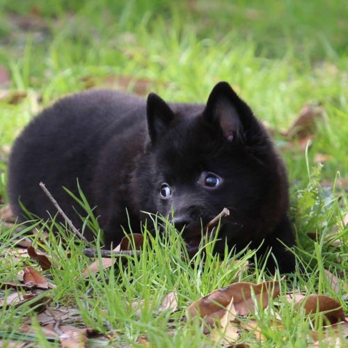 akc schipperke puppies for sale