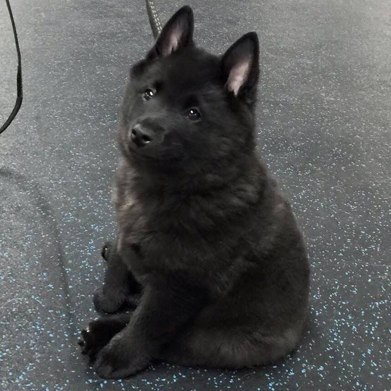 akc schipperke puppies for sale