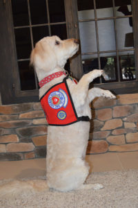 akc therapy dog title
