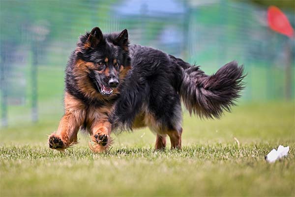 Bohemian Shepherd running in lure coursing outdoors.