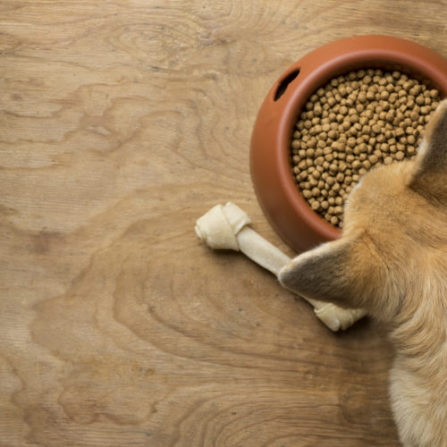 diet related dcm in dogs