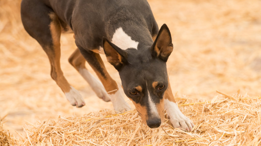 akc rat terrier breeders