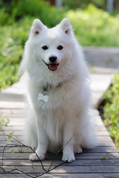 Japanese Spitz Dog Breed Information American Kennel Club