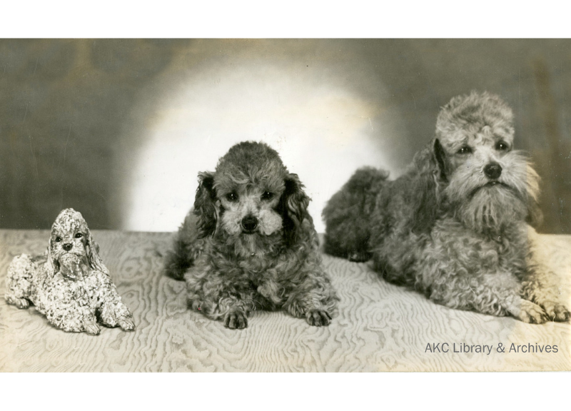 famous poodle names