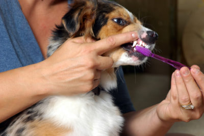 owner brushing a puppy's teeth