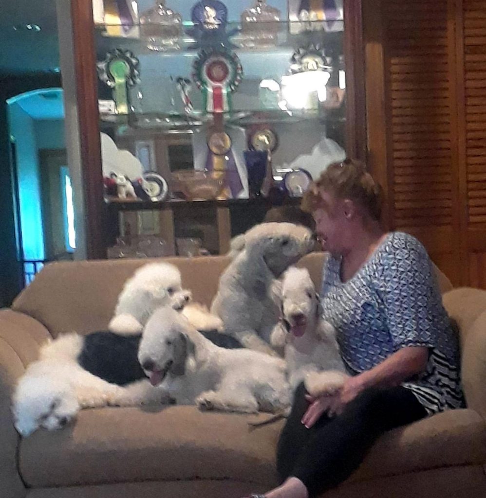 akc breeder marketplace