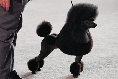 champdogs miniature poodles