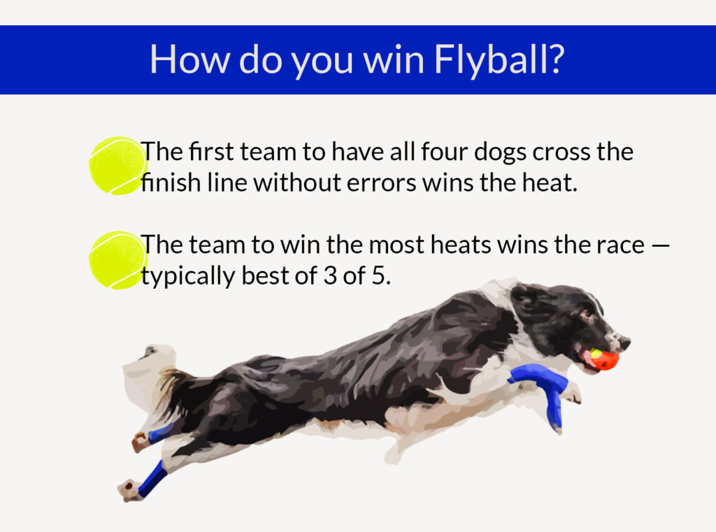 Flyball 101: How to Compete in Flyball for Dogs – American Kennel Club