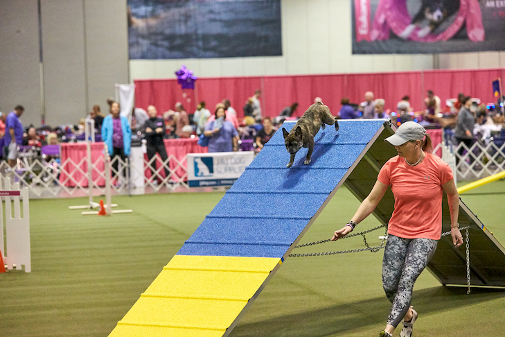 akc dog agility