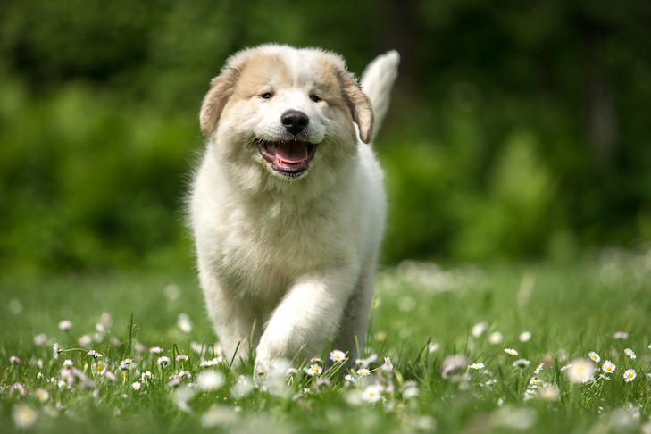 Growing Up Guide Pup