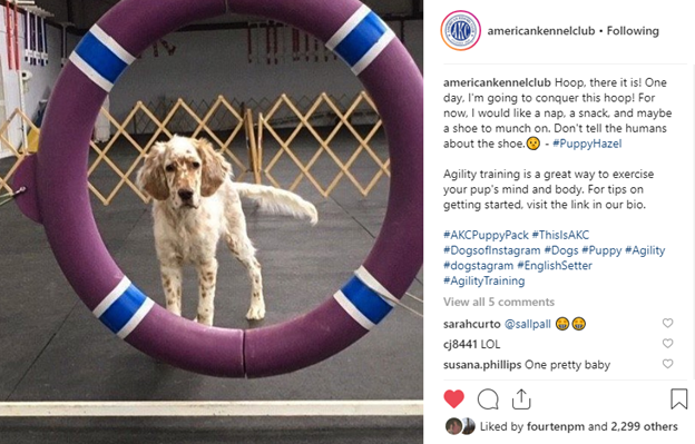 akc training tips