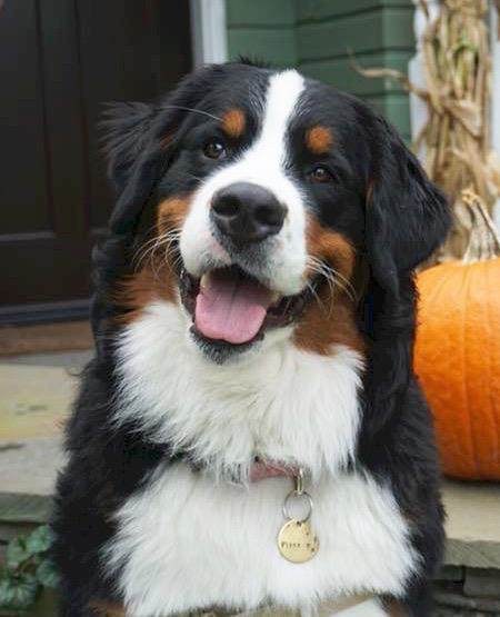 american bernese mountain dog
