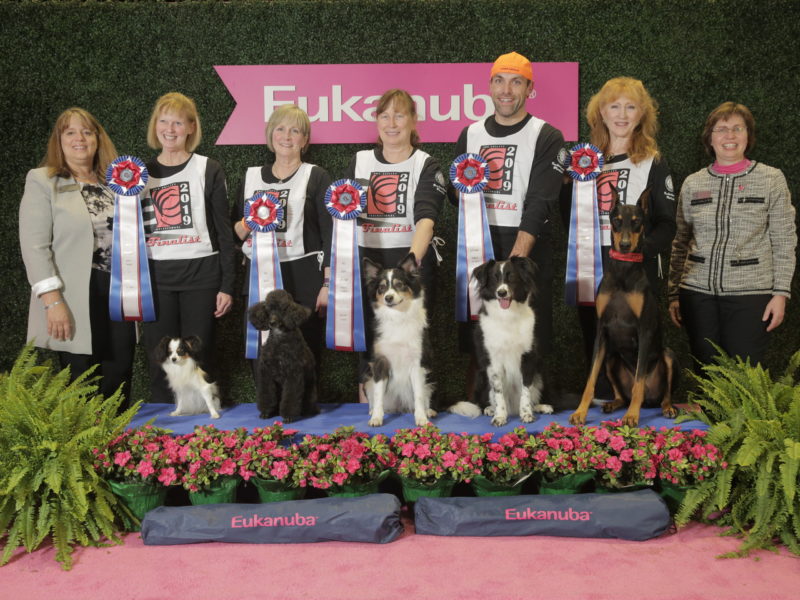 Akc Agility Invitational American Kennel Club