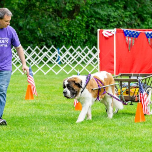 Service Dog St Bernard Is Also An Accomplished Akc Dog