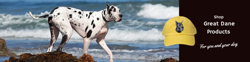 great dane akc group