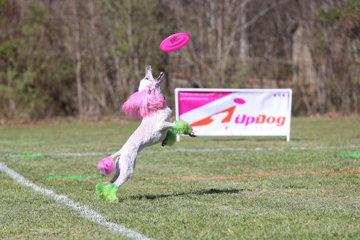 up dog frisbee
