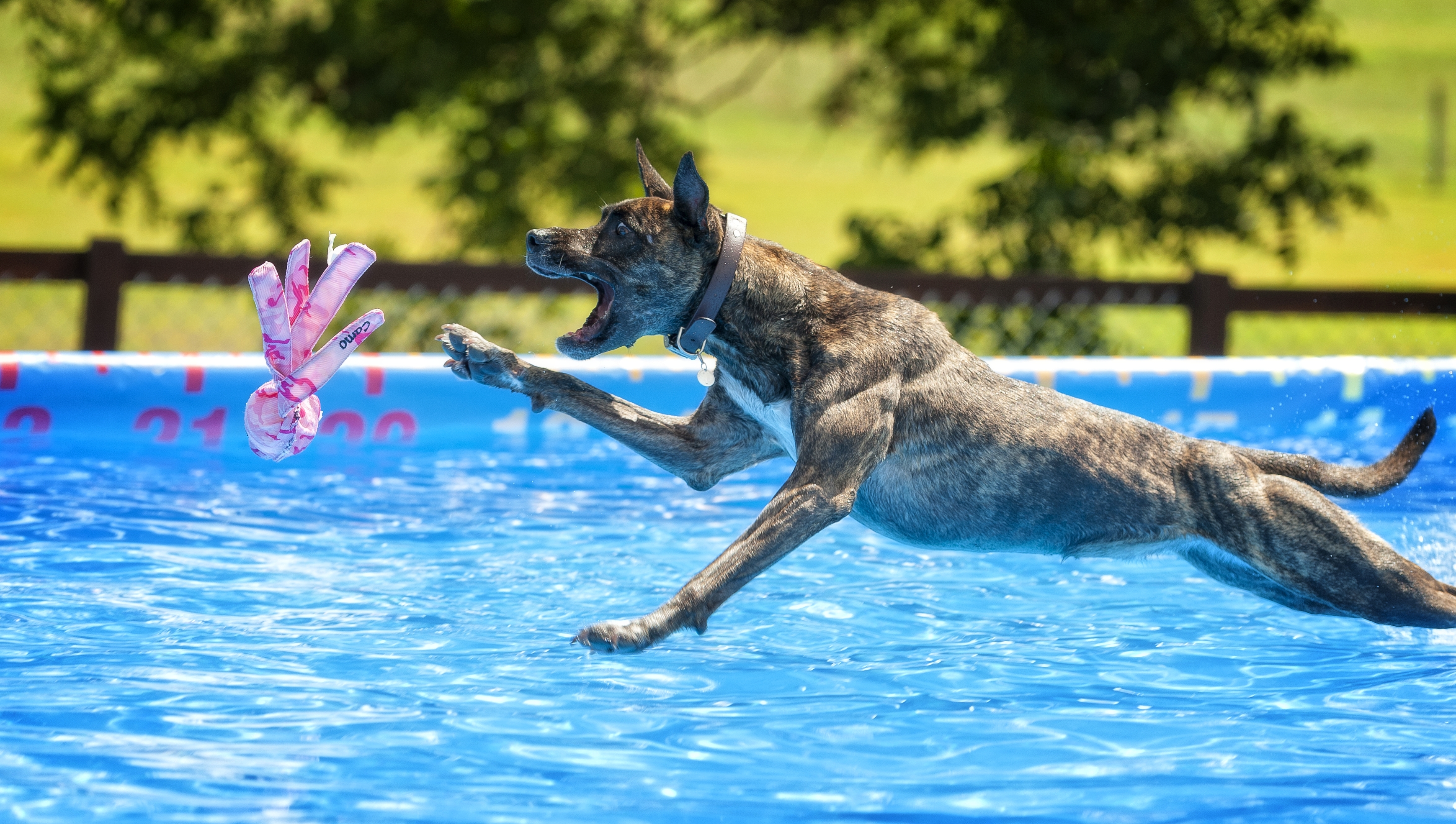 Canine Partners Spotlight Fall 2019 American Kennel Club