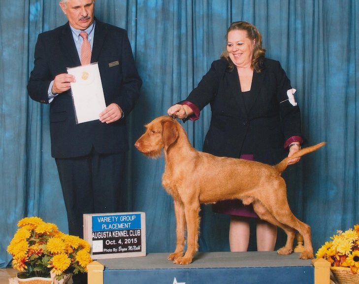 akc vizsla