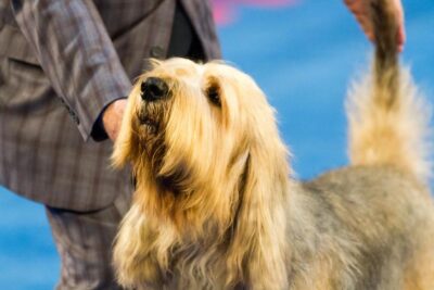Best of Breed: CH Magicwood Kalevala Ohenry Otterhound CGCA, Otterhound; Hound Group lineup at the 2015 AKC Eukanuba National Championship, Orlando, FL.