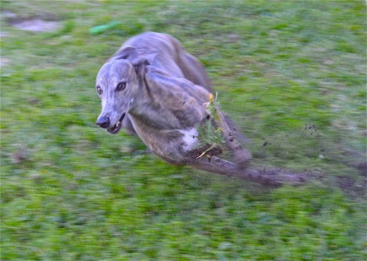 akc whippet puppies