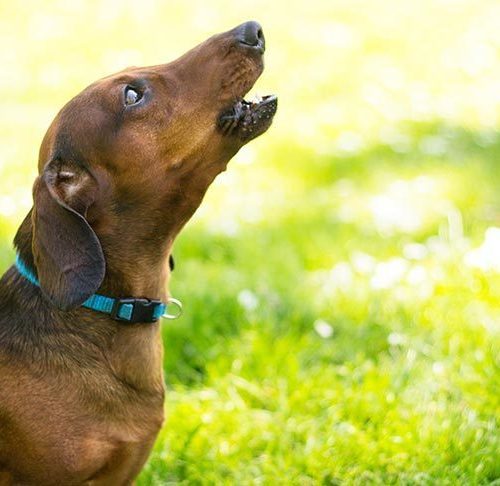 How To Stop Dogs Barking Tips To Help Curb Problem Barking