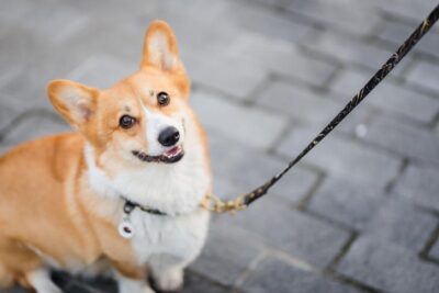 Pembroke Welsh Corgi sitting outdoors on leash.