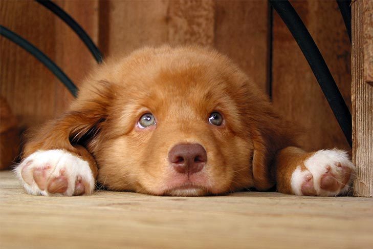 being a good dog owner