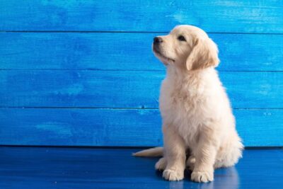 Golden Retriever puppy sitting on a blue wood background.