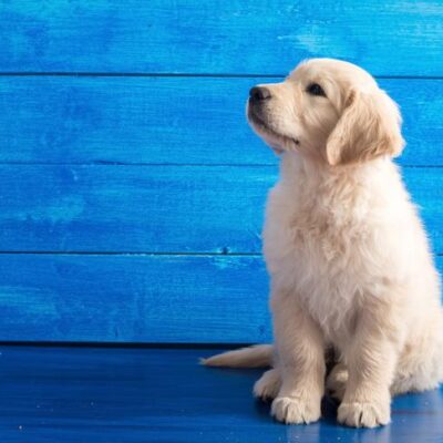 Golden Retriever puppy sitting on a blue wood background.