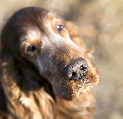 senior dog losing hair