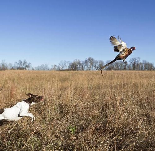 best hunting hounds