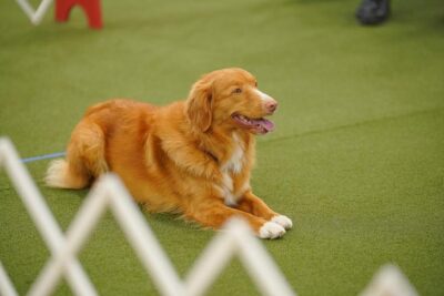 357 18" Nova Scotia Duck Tolling Retriever Indy's Calling All Angels From Gb UDX2 PUTD OM2 GN VER RN JH SS19243101 6/3/2020 Teresa Czaplinski