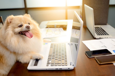 Pomeranian sitting at a desk with laptop and phone.