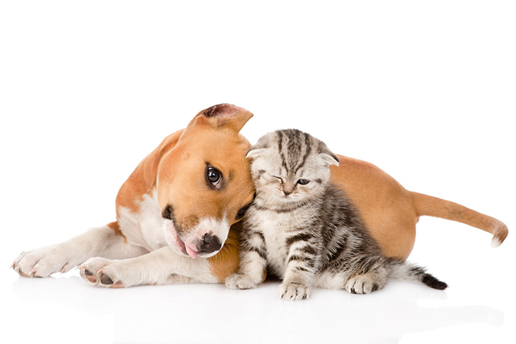 Staffordshire Bull Terrier puppy and kitten cuddling.