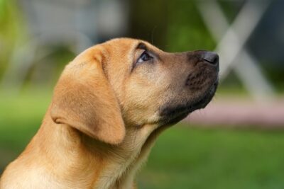 Broholmer puppy head portrait outdoors looking up.
