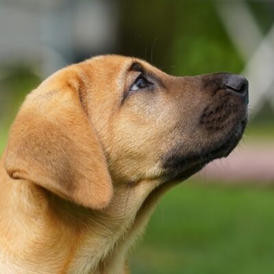 Broholmer puppy head portrait outdoors looking up.