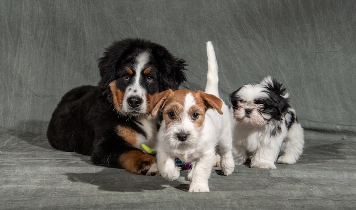 akc questions to ask a breeder