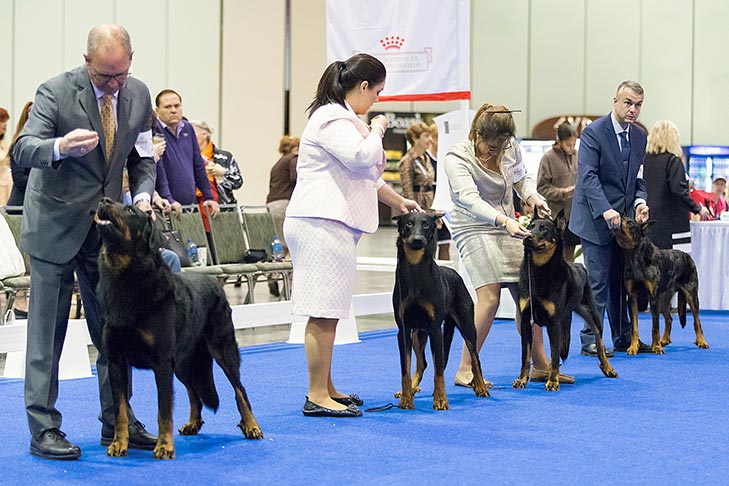 akc nationals 2019