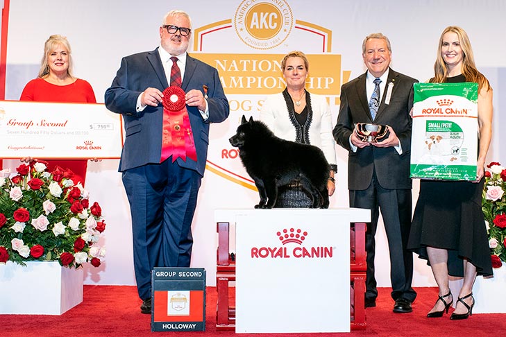 Non-Sporting Group Second and Best of Breed: GCHP CH Rivendel's Barefoot Bandit (Colton), Schipperke; 2019 AKC National Championship presented by Royal Canin, Orlando, FL.