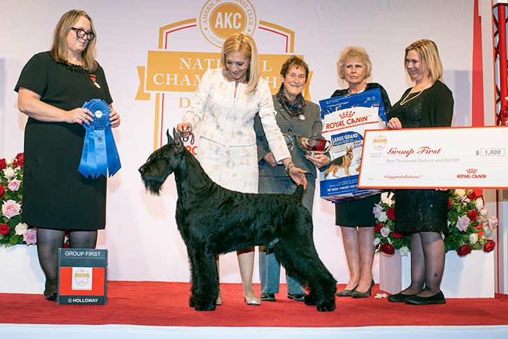 Working Group First and Best of Breed: GCHG CH Ingebar's Tynan Dances With Wildflowers, Giant Schnauzer; 2019 AKC National Championship presented by Royal Canin, Orlando, FL.