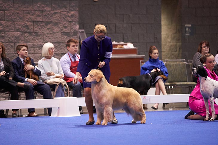 Second Place Junior Handler: Caroline Clegg handling GCH CH Jazzin's My Eye Adored You RN JH, Golden Retriever; Junior Showmanship Finals at the 2019 AKC National Championship presented by Royal Canin, Orlando, FL.