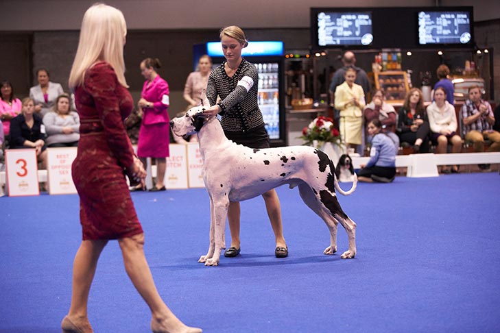 Third Place Junior Handler: Emma Rogers handling CH Ellenni's Quantum Leap TKN, Great Dane; Junior Showmanship Finals at the 2019 AKC National Championship presented by Royal Canin, Orlando, FL.