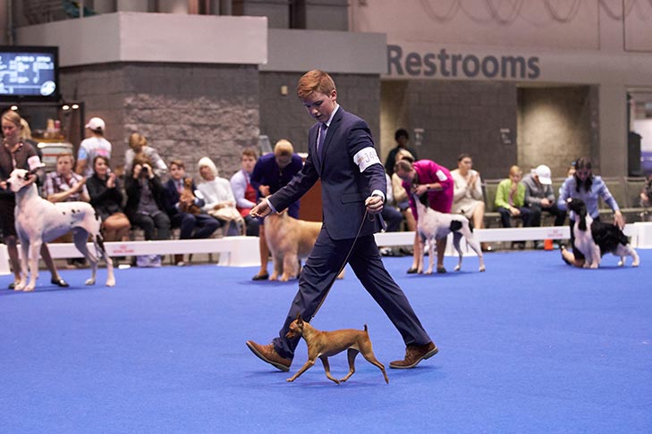 Fourth Place Junior Handler: Jacob Waters handling Jalu's Jokes On You, Miniature Pinscher; Junior Showmanship Finals at the 2019 AKC National Championship presented by Royal Canin, Orlando, FL.